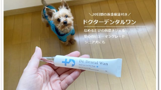 杉本 彩 犬 歯磨き粉18